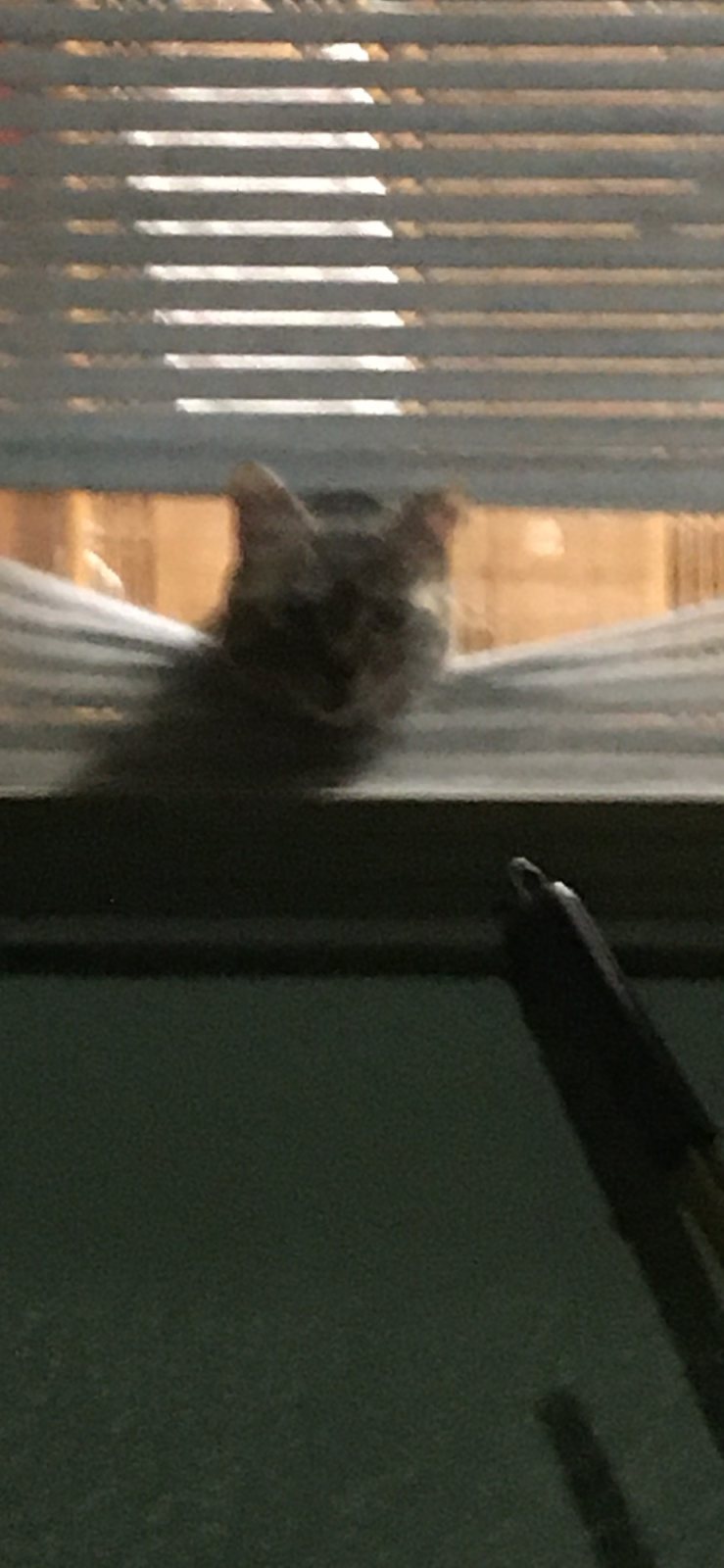 ミミののぞき見の写真