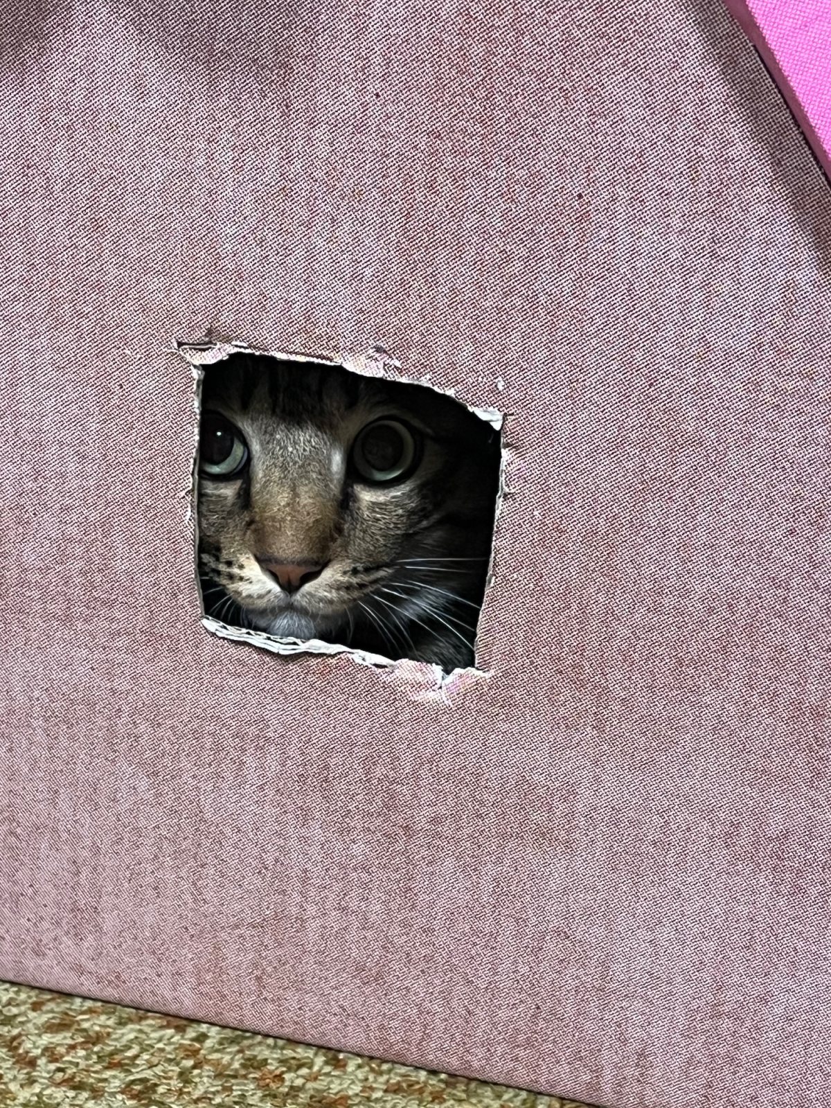 ミミののぞき見の写真