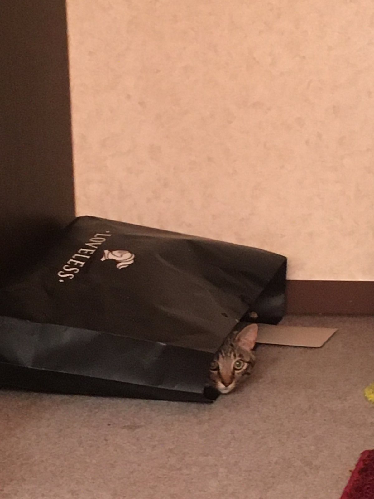 ミミののぞき見の写真