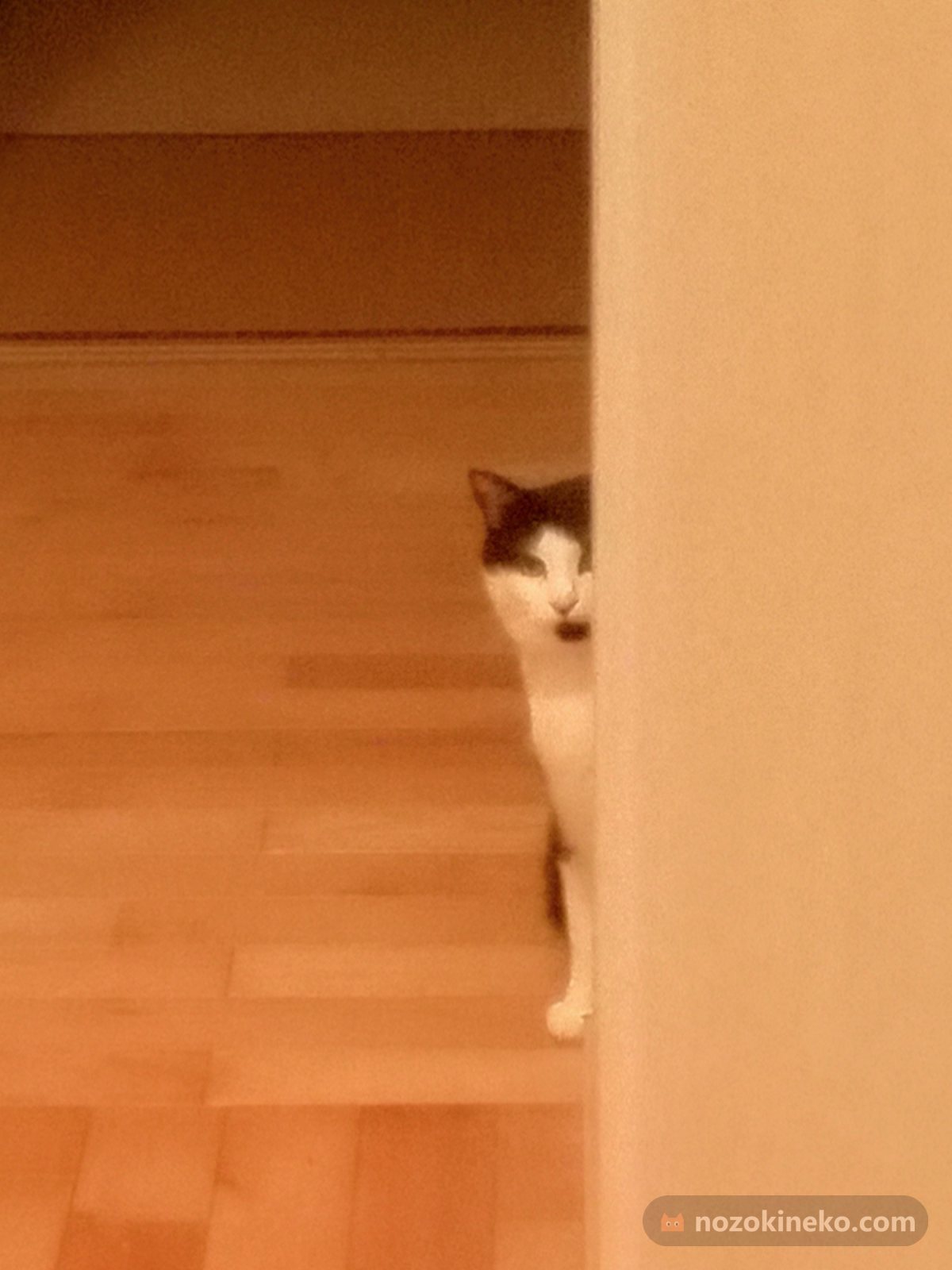 ミラののぞき見の写真